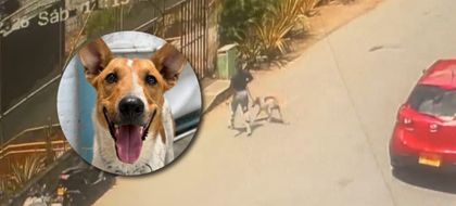 Imagen de Denuncian presunto caso de abandono animal en La Estrella