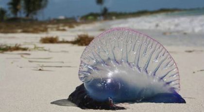 Imagen de  Si va a viajar a San Andrés, esta información le puede salvar la vida: cuidado con la fragata