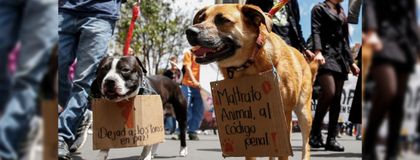 Imagen de  Municipios del Oriente se vincularán a la marcha nacional por la justicia animal