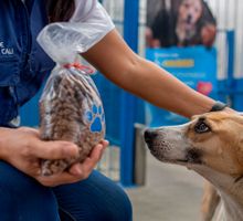 Donaciones para animales en Cali: Alcaldía alerta por presunta estafa y aclara que no recibe dinero en efectivo