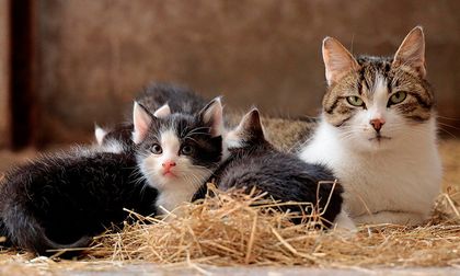 El Día del Gato: la celebración de una revolución silenciosa en nuestros hogares