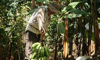 Las exportaciones de banano repuntan en el primer semestre de 2025
