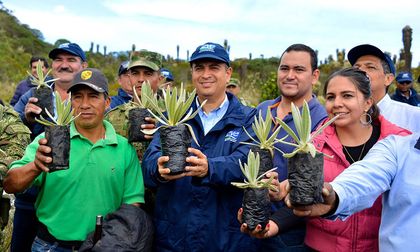 Siembran 600 frailejones y mil plántulas en páramo Barragán