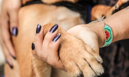 Altas temperaturas en Cali ponen en riesgo a las mascotas: evita los golpes de calor con estas claves