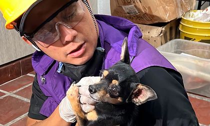 ¿Encontró animales afectados por el sismo en Cali? Este es el punto oficial para trasladarlos y facilitar su reencuentro