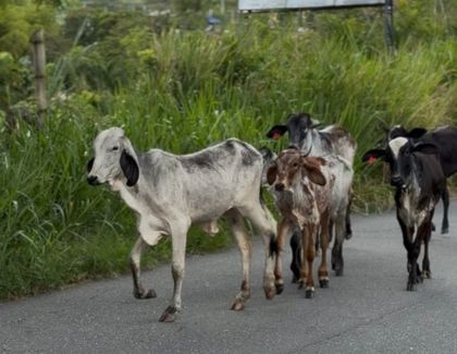 Imagen de Recuperan ganado hurtado en La Ceja durante operativo en zona rural de Amagá