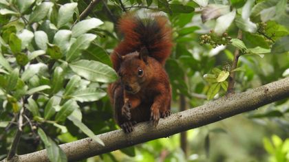 Imagen de  En imágenes: Colombia celebra el Día Nacional de la Vida Silvestre