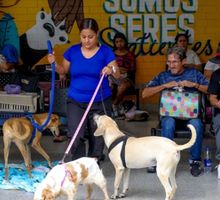 Abandono masivo de perros y gatos en Cali: más de 400 animales fueron dejados a su suerte en 2026