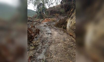 Imagen de  La deforestación ya es un delito: será penalizado hasta con 15 años de cárcel