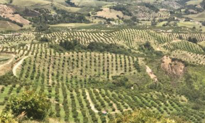 Imagen de Convenio entre Cornare y Corpohass beneficiará al sector productor de aguacate en el Oriente