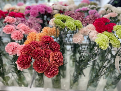 Imagen de  Biólogas colombianas crearon nuevas variedades de claveles que se exportaron a 10 países