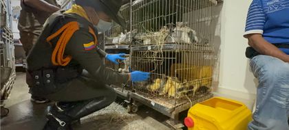 Imagen de  Animales maltratados y en malas condiciones de salud fueron rescatados en La Minorista
