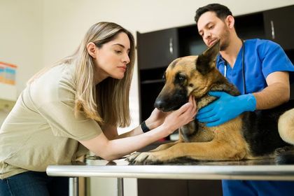 Imagen de  Icontec lanza sistema de evaluación para centros de cuidado animal en Colombia