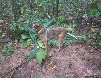Imagen de  Fuerzas Especiales aseguraron que Operación Esperanza no terminará hasta encontrar a Wilson