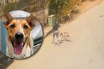 Imagen de Denuncian presunto caso de abandono animal en La Estrella