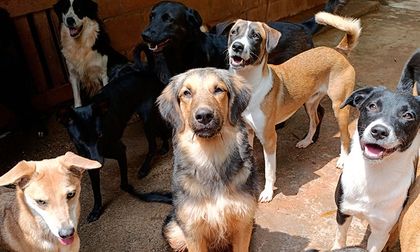 Fundación Patitas Rosas necesita ayuda urgente para salvar su refugio en Cali