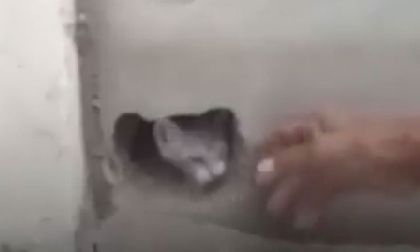 Gatos fueron enterrados vivos junto al cadáver de un niño en un cementerio en Colombia