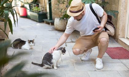 La fortuna de encontrar un gato callejero y que te siga