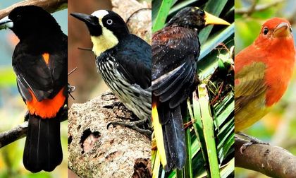 El Valle del Cauca, un jardín de flores y aves