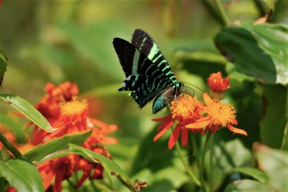 Imagen de  La maravillosa migración de la mariposa Urania fulgens en el Oriente Antioqueño
