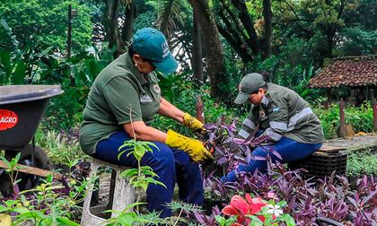 70 mil plantas reverdecen a Cali