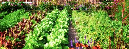 Imagen de  Rionegro está entre las ciudades de Latinoamérica seleccionadas para proyecto de sistemas alimentarios