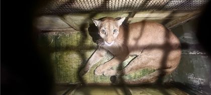 Imagen de  Dos pumas terminaron su rehabilitación y fueron llevados en helicóptero al Parque Natural Paramillo