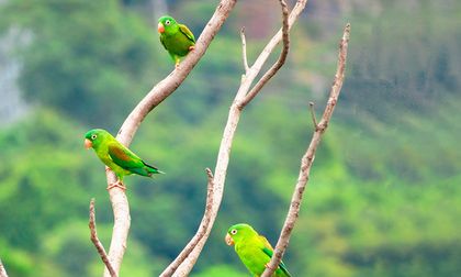 Incrementan auxilio a quienes conserven la selva amazónica