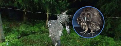 Imagen de Bomberos de Rionegro rescataron a un búho que estaba atrapado en un alambrado