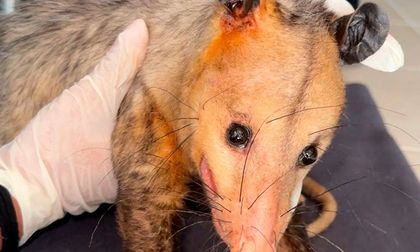 Rescatan a una zarigüeya herida en vía pública tras ser atropellada