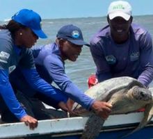 CVC lanzó guía para proteger tortugas marinas