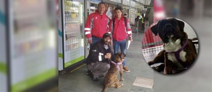 Imagen de  Final feliz para perrita abandonada en TransMilenio