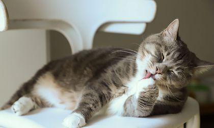 Un gato puede morir por sobrepeso ¿Por qué?