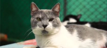 Imagen de  Medellín tendrá la primera “adoptatón” de animales de compañía de este año: conozca los detalles