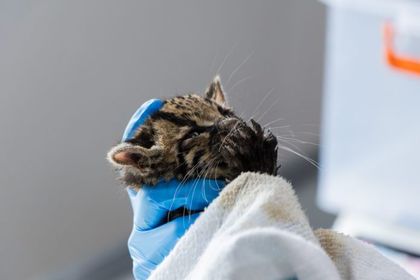 Imagen de  Felino silvestre de dos meses inicia proceso de recuperación en el CAV de Cornare tras rescate en Chocó
