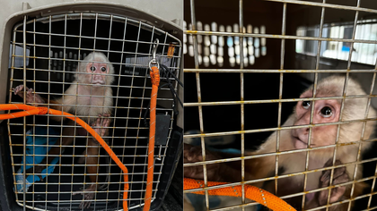 Imagen de  En deplorables condiciones de salud fue rescatado un mono capuchino en el Valle de Aburrá