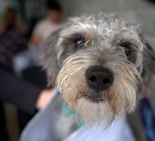 Centro de Bienestar Animal activa plan para cuidar a sus más de 120 animales durante temporada de pólvora