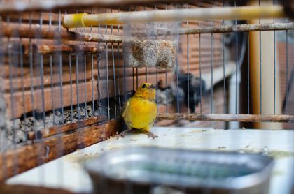 Imagen de  Operativo conjunto rescató 14 aves en cautiverio en Medellín