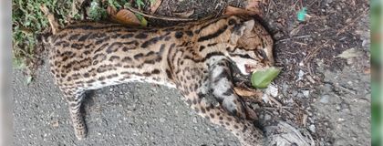 Imagen de ¡Cuidado con la fauna silvestre! Tigrillo fue atropellado en la vía Medellín-Bogotá