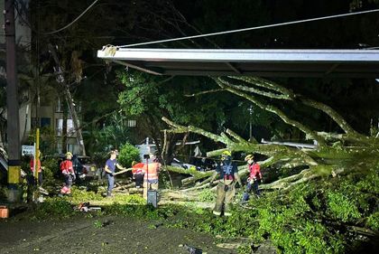 Imagen de  Sigue el desplome de árboles en Medellín, esta vez en la comuna 13. Pilas a las recomendaciones