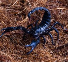 Cuidado con los 5 insectos que pueden matar con una sola picada