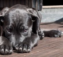 Diciembre: la época más crítica para las mascotas en Cali por el estrés y la pólvora