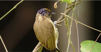 Imagen de  Estudio del Instituto Humboldt revela impacto de la pólvora en las aves