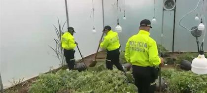 Imagen de Desmantelaron invernadero de cultivo de estupefacientes en Medellín: producían hasta vapeadores