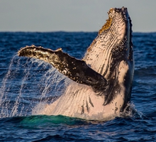 Comienza migración de ballenas en el Pacífico