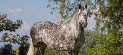 Imagen de Por tercer año consecutivo, Rionegro será sede del Encuentro de Criadores y Amantes del Paso Fino Colombiano