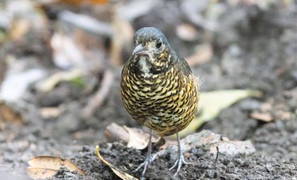 Imagen de Descubren nueva especie de ave en Colombia