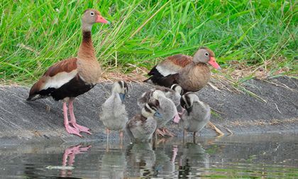 Presentan resultados de nuevo censo de aves acuáticas