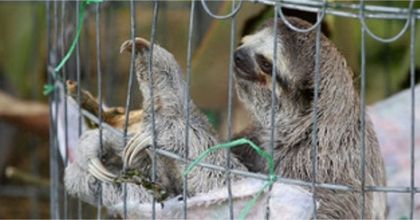 Imagen de  Hogar de Paso: el cuidado de los animales no cesa