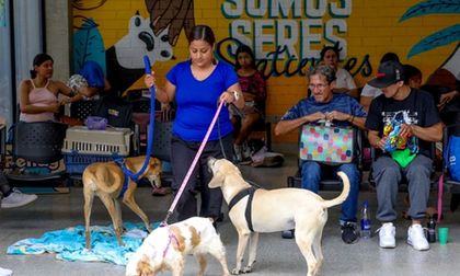 Abandono masivo de perros y gatos en Cali: más de 400 animales fueron dejados a su suerte en 2026